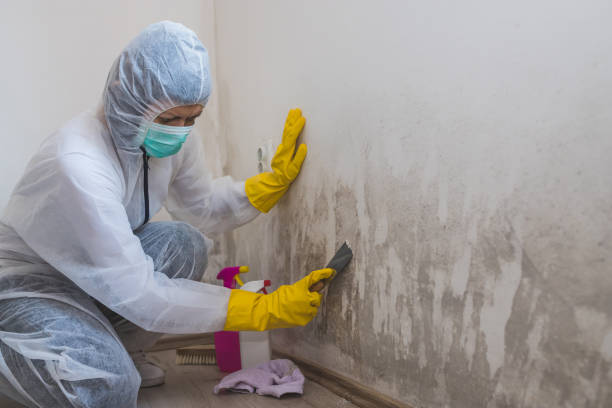 Home Mold Removal in Old Westbury, NY