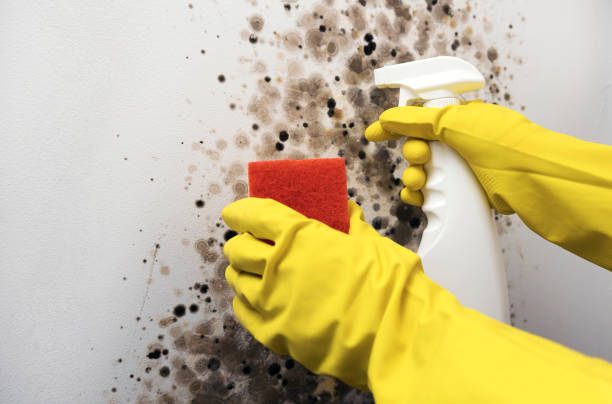 Best Toxic Mold Removal  in Old Westbury, NY