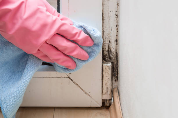 Best Certified Mold Removal  in Old Westbury, NY