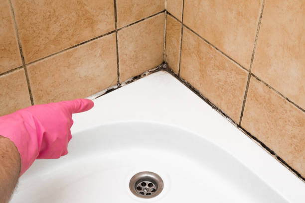 Best Black Mold Removal  in Old Westbury, NY